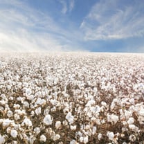 India allows duty-free imports of cotton until Sept to cool prices