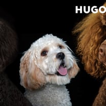 Hugo Boss to launch Boss dog accessories and clothing line