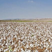 Indian scientist develops GM cotton after success with mustard