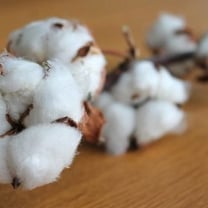 Better Cotton Initiative, sürdürülebilir pamuk kullanımında H&M'in Lider Olduğunu Açıkladı